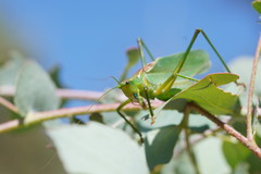 Terpandrus endota
