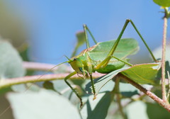Terpandrus endota