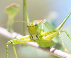 Terpandrus endota