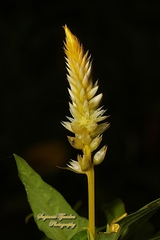Celosia argentea plumosa