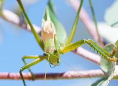 Terpandrus endota