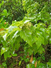 Plagianthus regius chathamicus