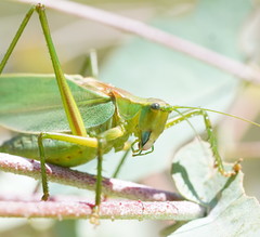 Terpandrus endota