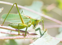 Terpandrus endota