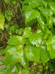 Plagianthus regius chathamicus