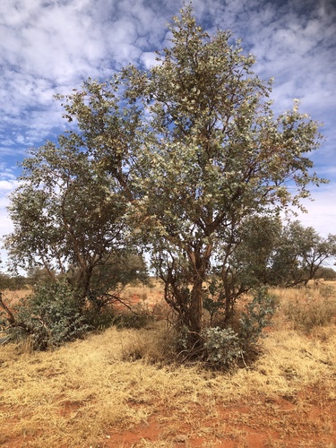 Blue-leaved Mallee