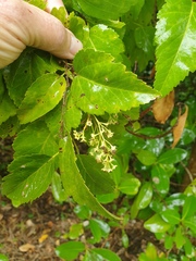 Plagianthus regius chathamicus