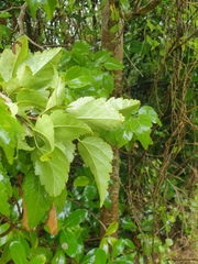 Plagianthus regius chathamicus