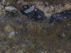 Cystoseira compressa