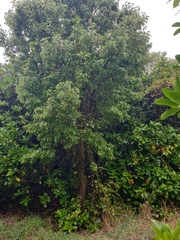 Plagianthus regius chathamicus