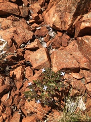 Dolichocarpa crouchiana