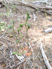 Pterostylis pusilla