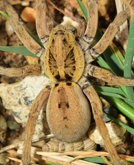 Hogna ferox