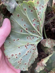 Puccinia pelargonii-zonalis
