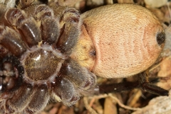 Hogna ferox