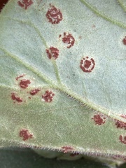 Puccinia pelargonii-zonalis