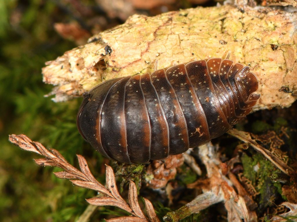 Cubaris ambitiosa
