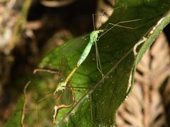 Leptotarsus virescens