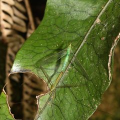 Leptotarsus virescens