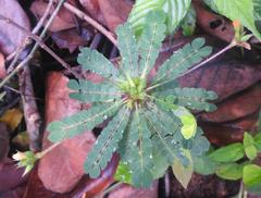 Biophytum umbraculum