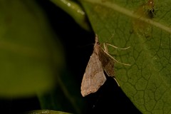 Trigonistis asthenopa