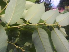Bridelia micrantha