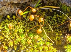 Conostomum pentastichum