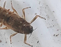 Ephemeroptera