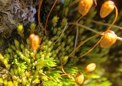 Conostomum pentastichum