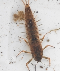 Ephemeroptera