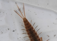 Ephemeroptera