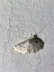 Pycnarmon