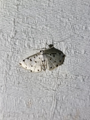 Pycnarmon