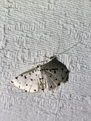 Pycnarmon