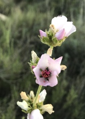 Malacothamnus densiflorus