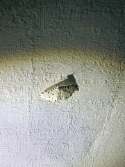 Pycnarmon