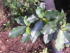 Ficus ovata