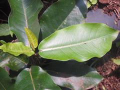 Ficus ovata