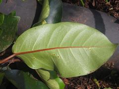Ficus ovata