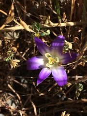 Brodiaea terrestris terrestris