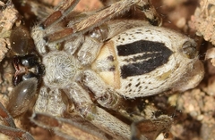 Eusparassus levantinus