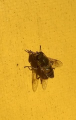Eristalis tenax