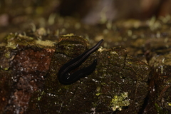 Platydemus victoriae