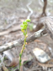 Pterostylis mutica