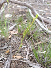 Pterostylis mutica