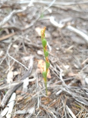 Pterostylis mutica