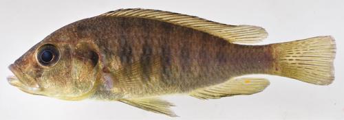 Boulenger's Kivu haplo (Haplochromis gracilior) — Cichlidae