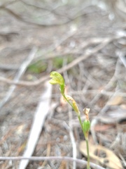 Pterostylis mutica