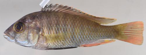 Sky-blue Kivu haplo (Haplochromis crebridens) — Cichlidae
