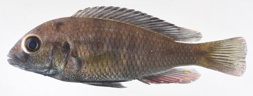 Fewtooth haplo (Haplochromis paucidens) — Cichlidae